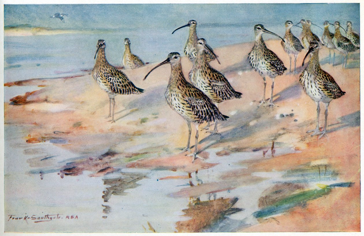 Wulp bij Blakeney Point, illustratie uit 