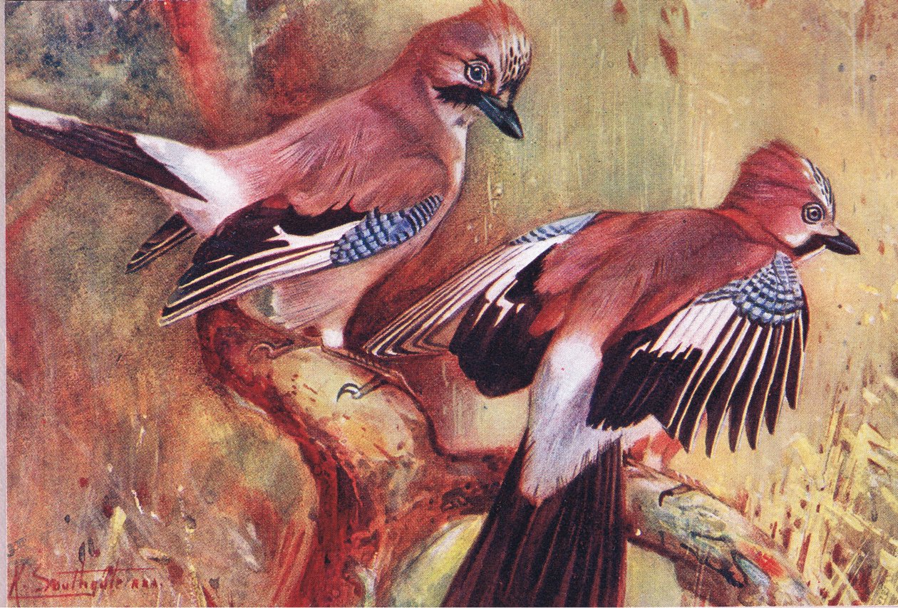 Kraaien, illustratie uit Wild Nature & Country Life uitgegeven door Hodder & Stoughton, ca. 1910 door Frank Southgate