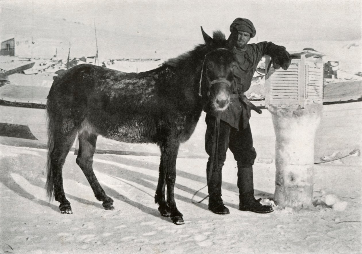 Gran met muilezel Lal Khan, ca. 1911, 1913 door Frank Debenham