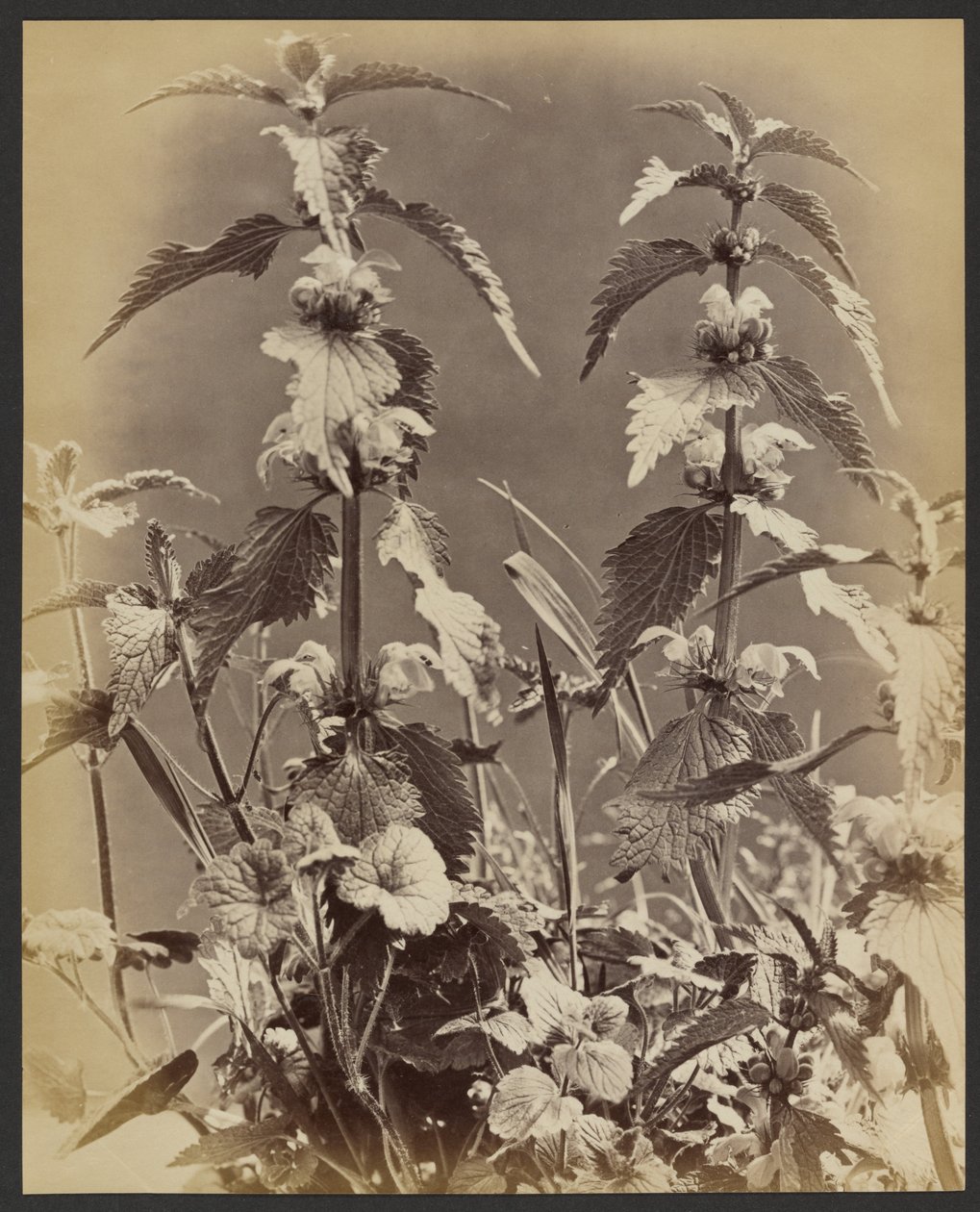 [Bloemenstudie]. door Frank Mason Good