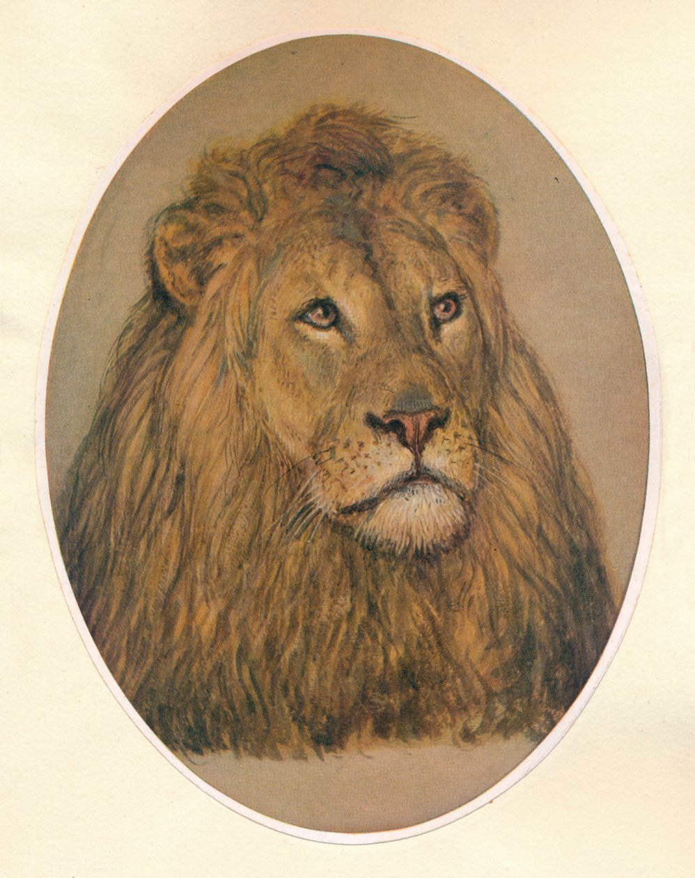 Leeuwenkop door Frank Paton