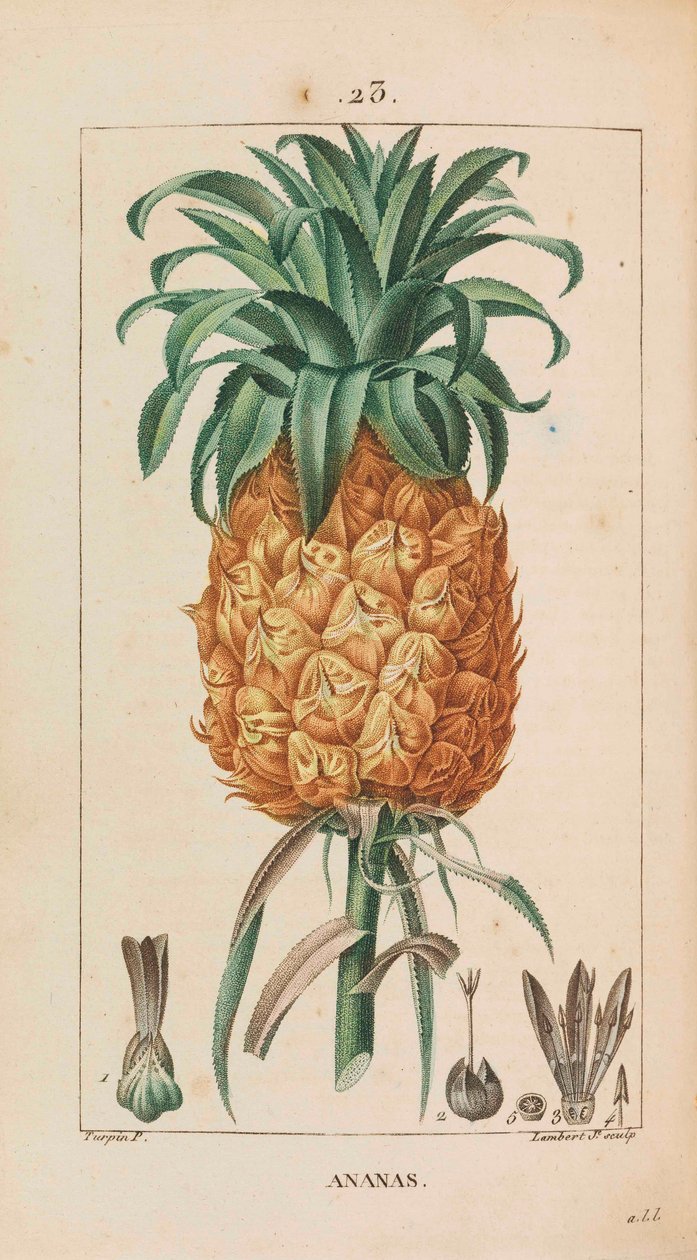 Ananas. Flore médicale, 1814-1820 door François Pierre Chaumeton