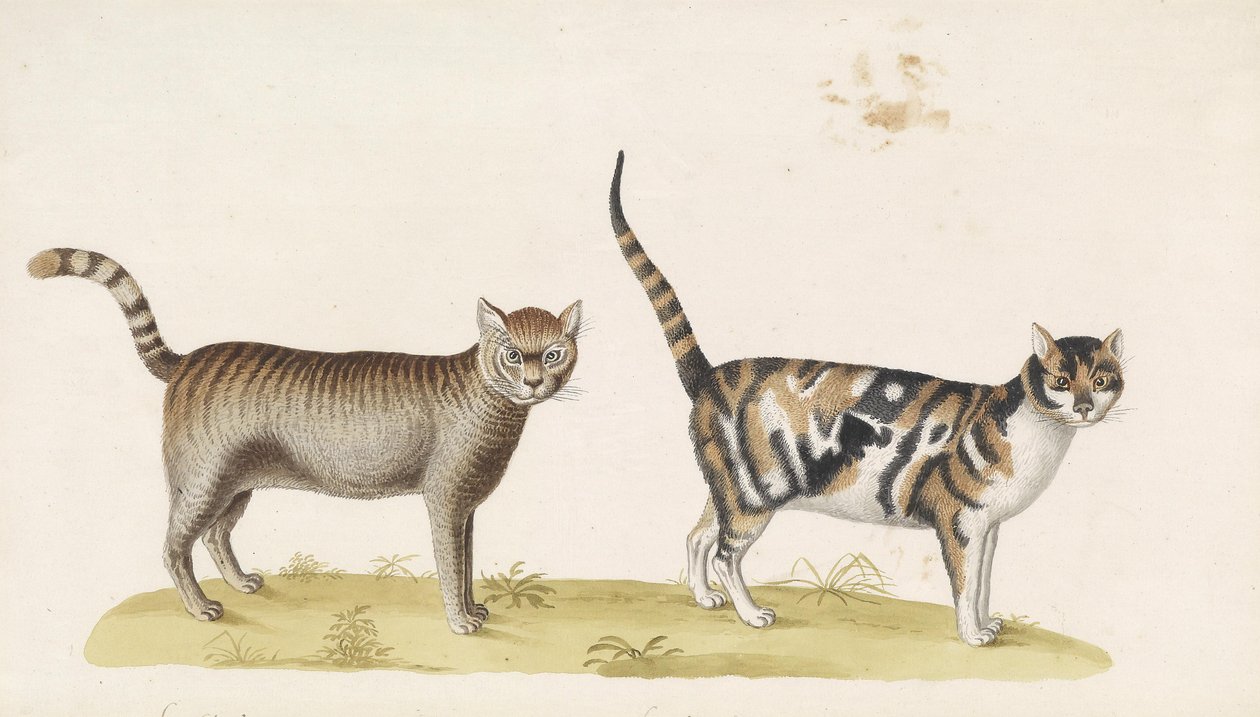 Wilde kat, huiskat door Franz Anton von Scheidel