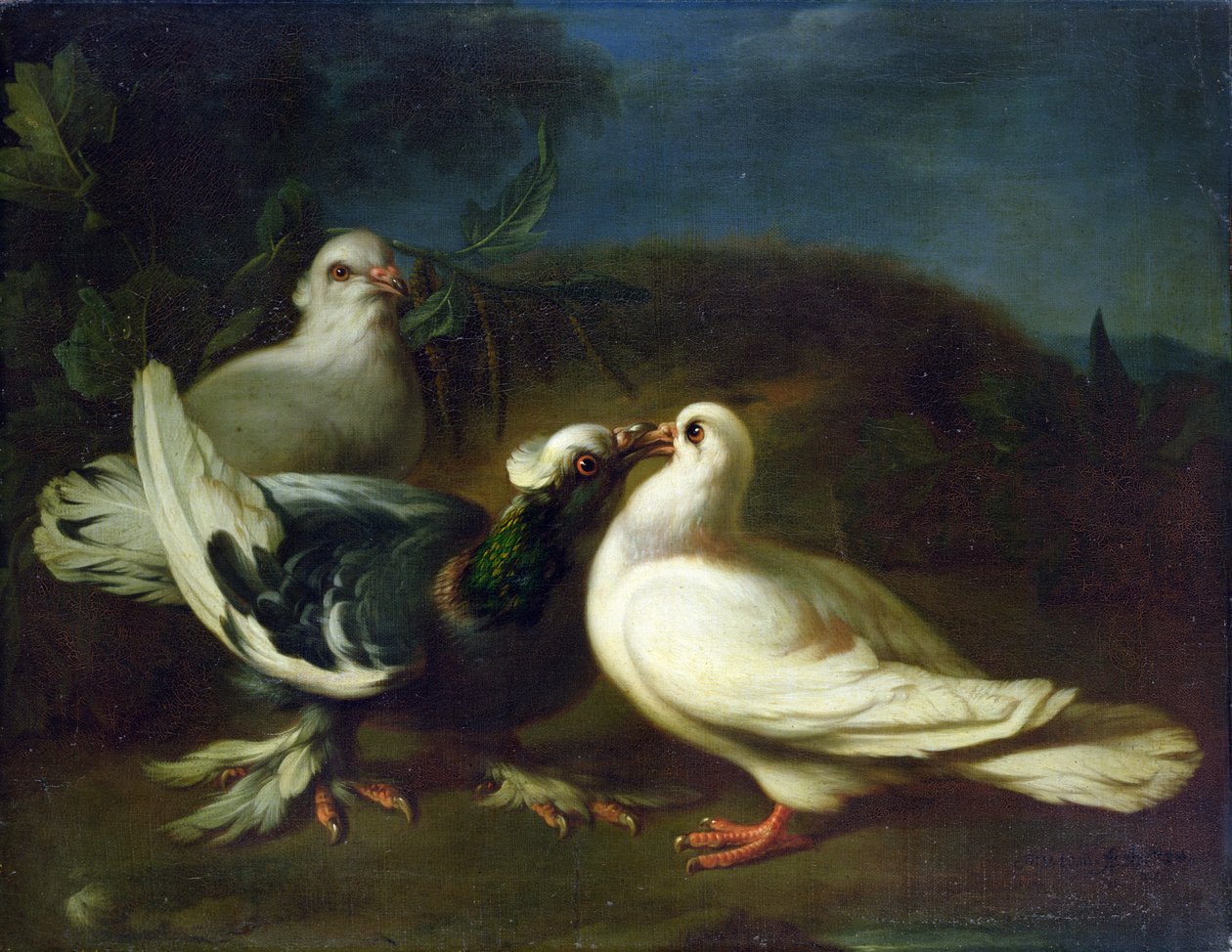 Duiven, 1724 door Franz Werner Tamm