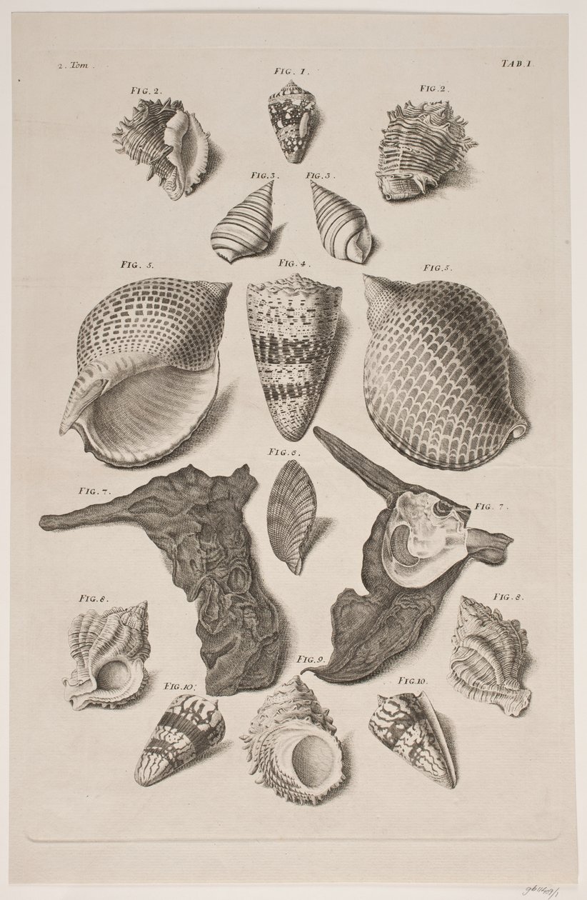 Planche met Schelpen. Planche 1. door Franz Michael Regenfus