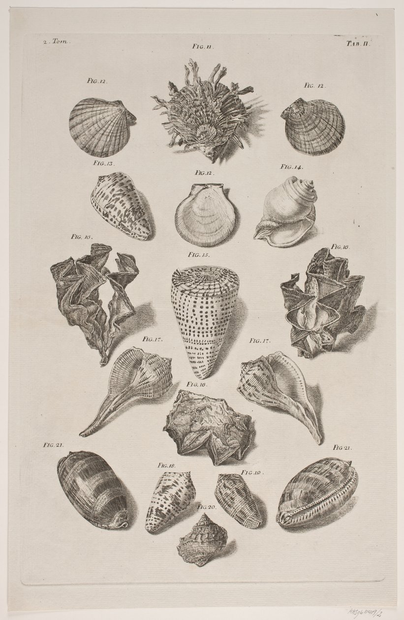 Planche met schelpen. Planche 2. door Franz Michael Regenfus