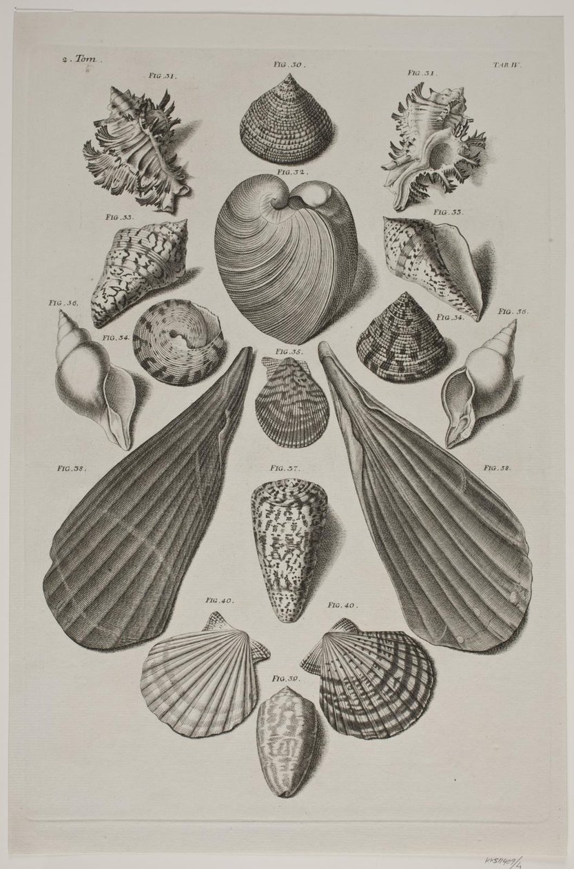 Planche met schelpen. Planche 4 door Franz Michael Regenfus