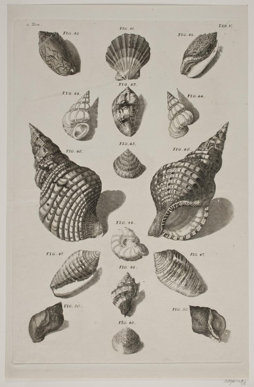Planche met schelpen. Planche 5. door Franz Michael Regenfus