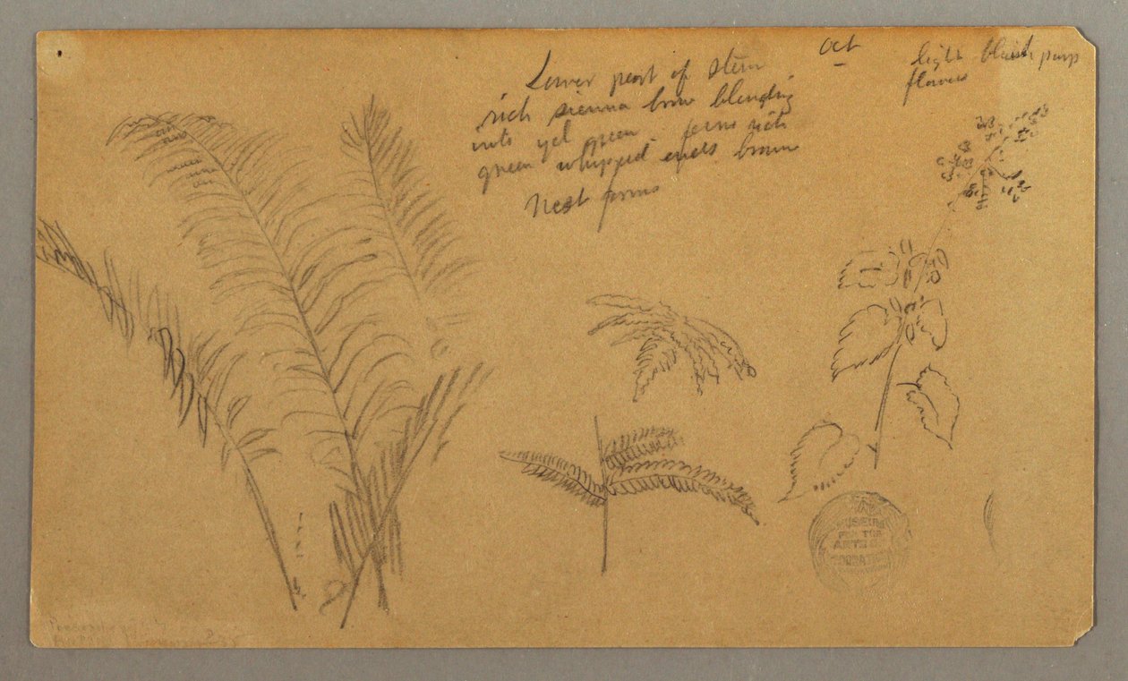 Varensstudies door Frederic Edwin Church