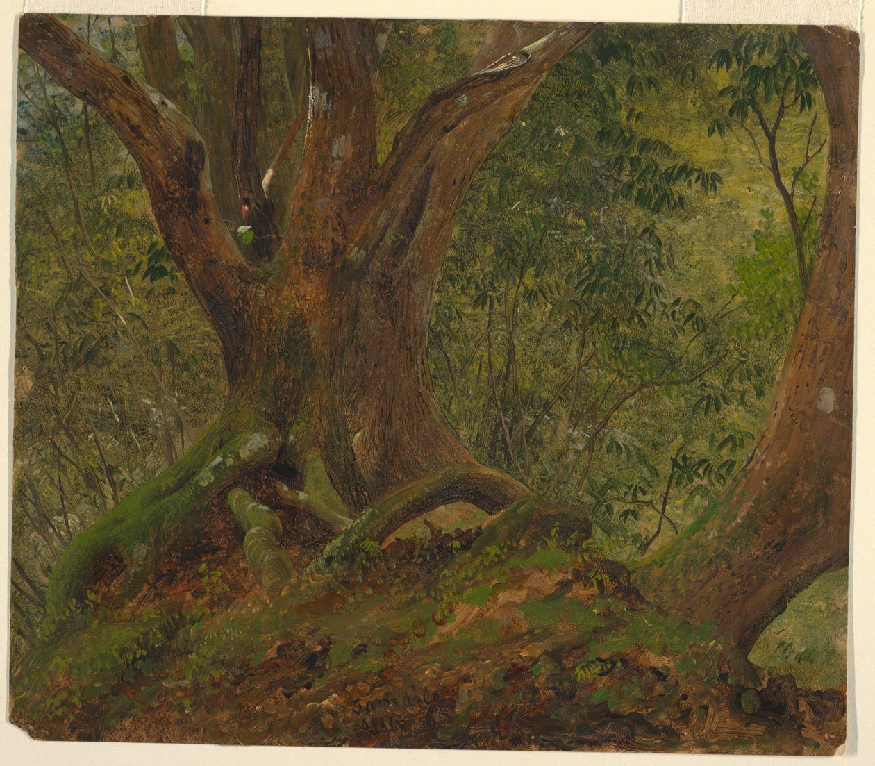 In het bos, Jamaica door Frederic Edwin Church