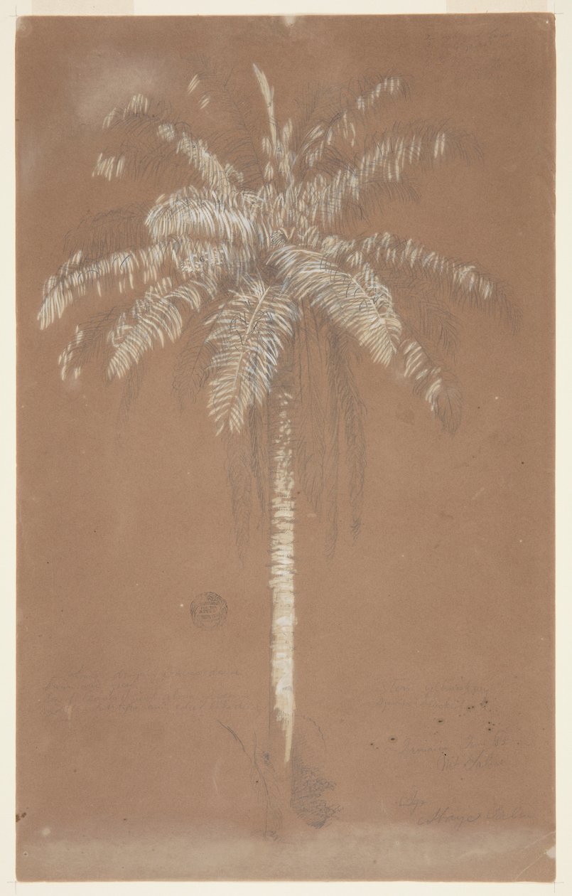 Abaye Palm, Mt. Salus, Jamaica door Frederic Edwin Church