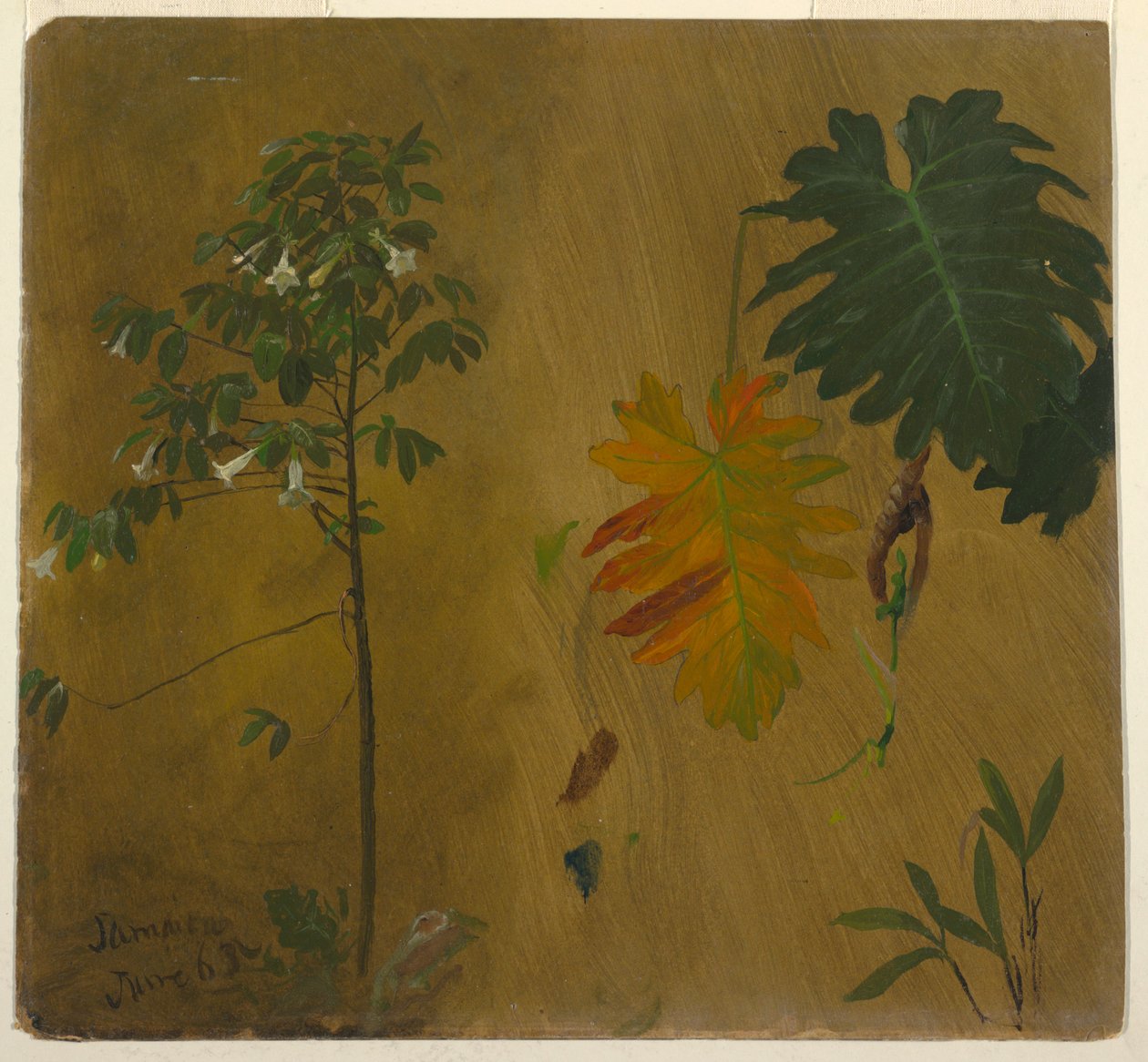 Botanische Studie, Jamaica door Frederic Edwin Church