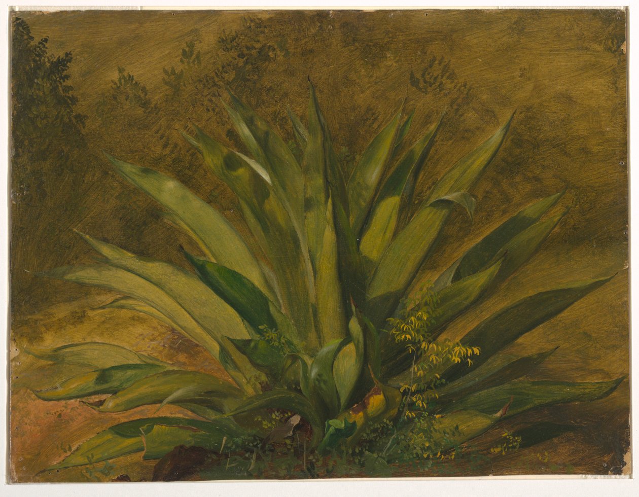 Botanische studie door Frederic Edwin Church
