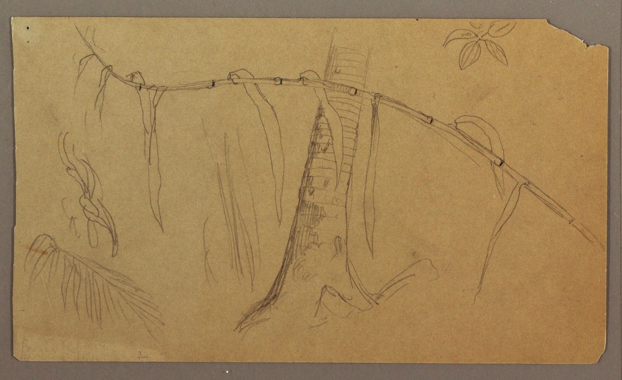 Tekening, Botanische schetsen, mei-augustus 1865 door Frederic Edwin Church