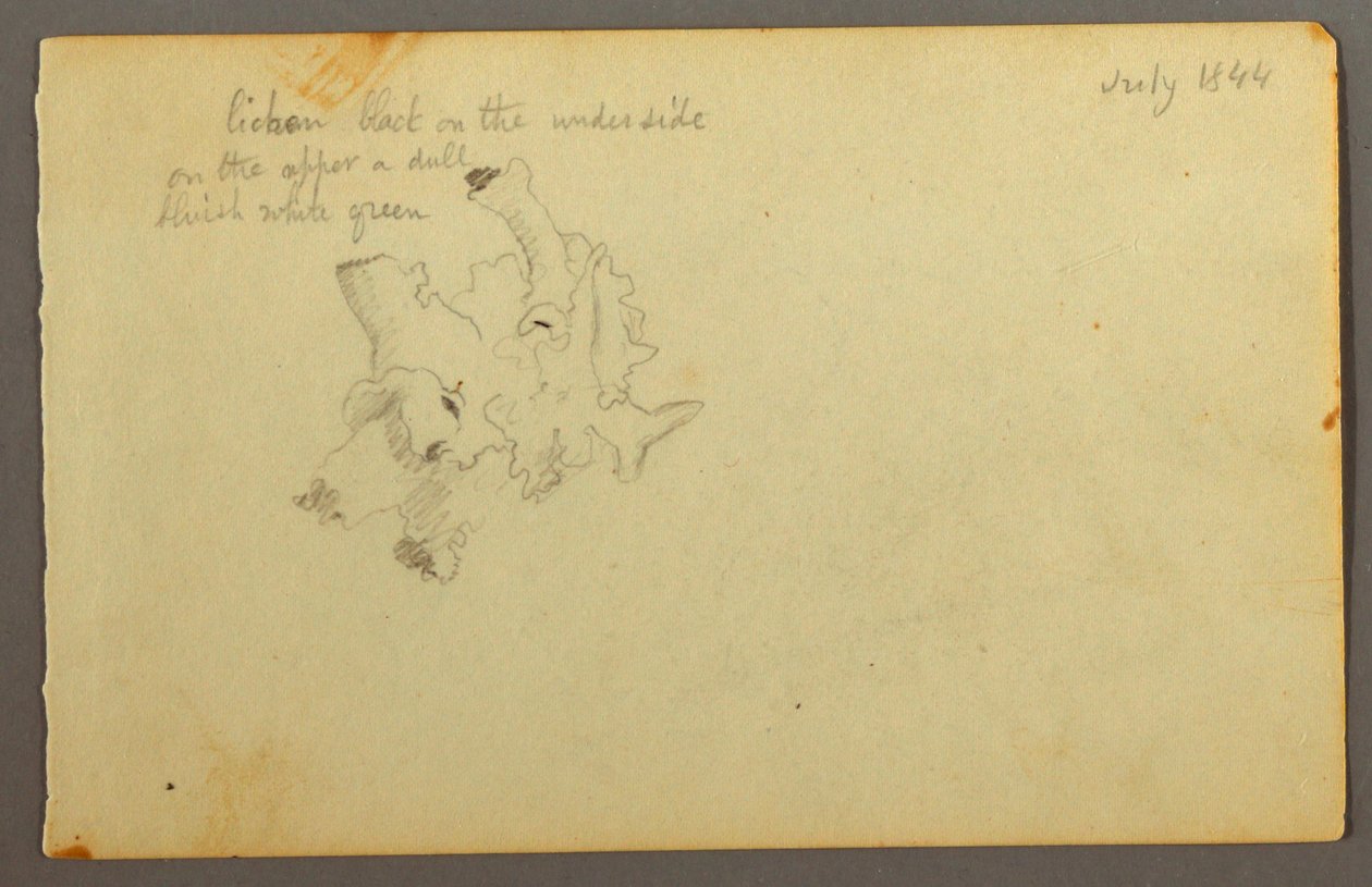 Tekening, Lichen, 1844 door Frederic Edwin Church
