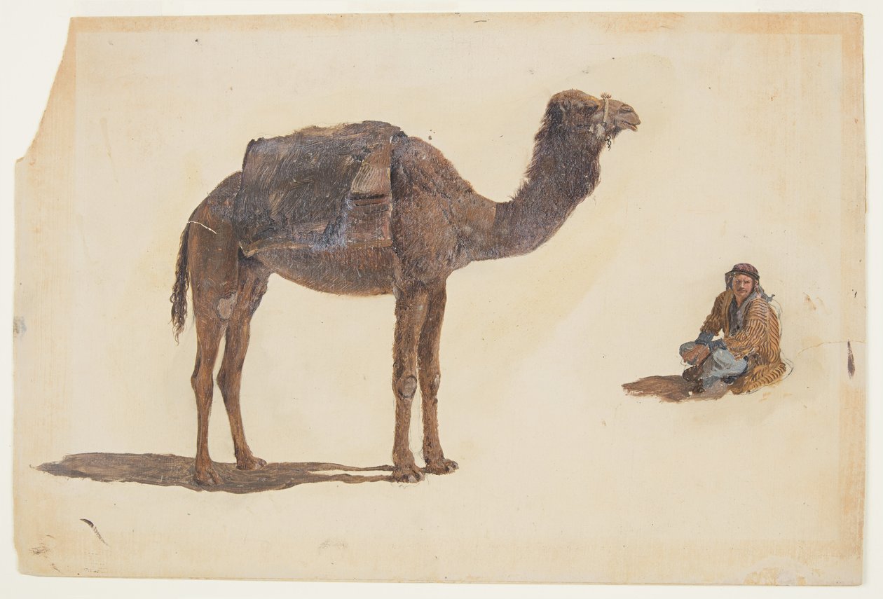 Tekening, Studie van een dromedaris, 1868 door Frederic Edwin Church