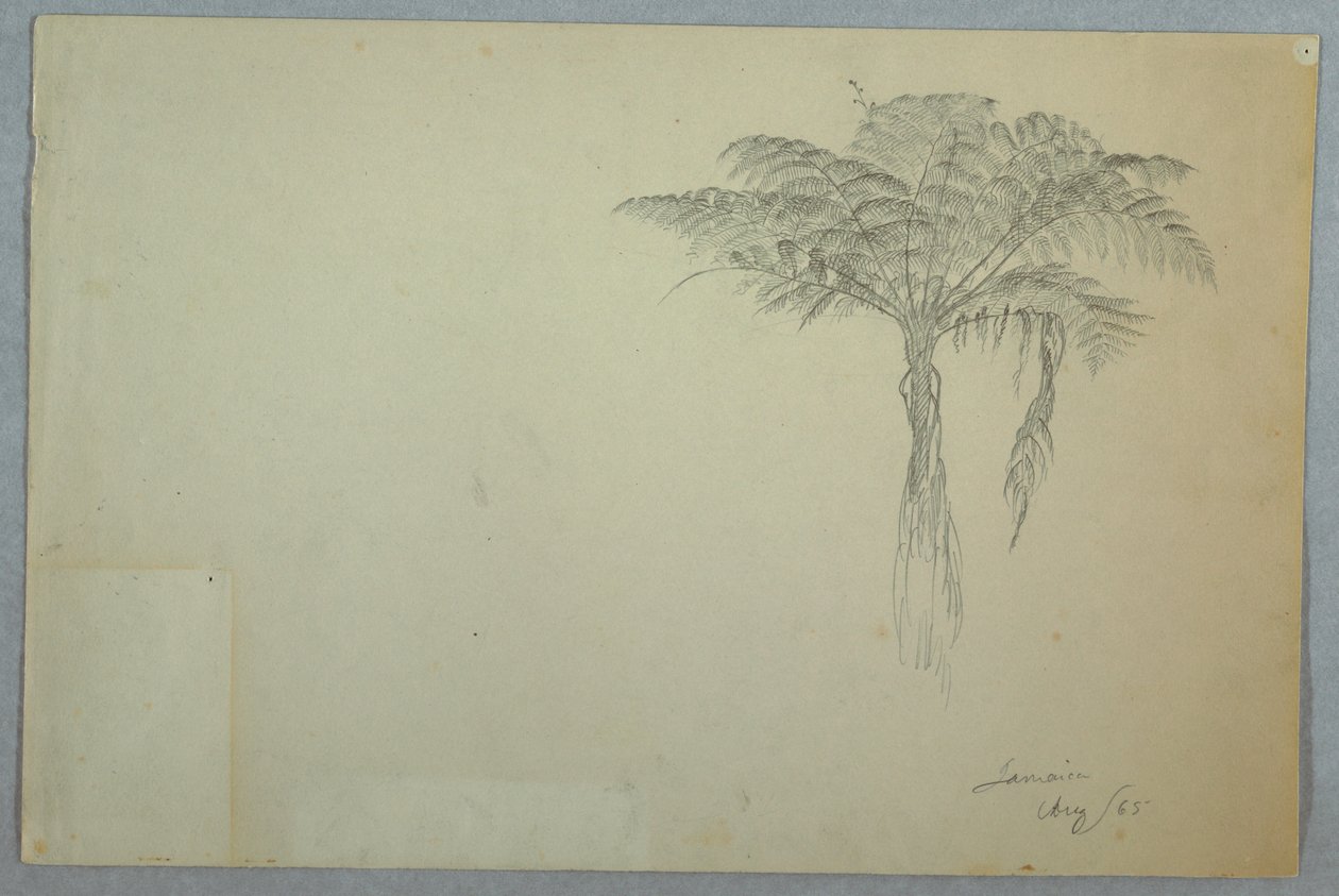 Varenboomstudie, Jamaica door Frederic Edwin Church