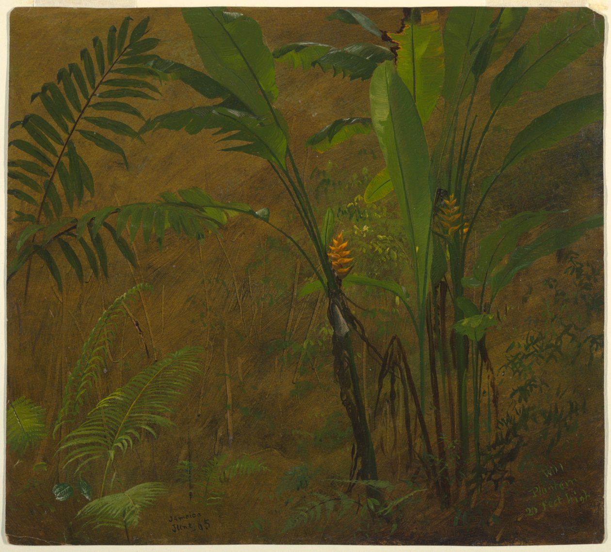 Varens en wilde weegbree, Jamaica door Frederic Edwin Church