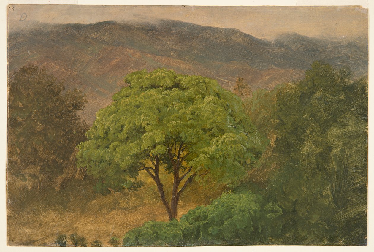 Genip Boom in de Bergen, Jamaica door Frederic Edwin Church