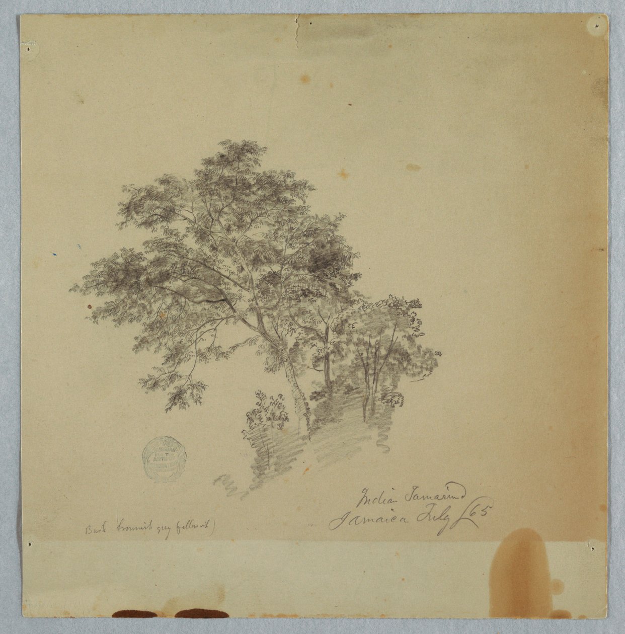 Indiase tamarindebomen, Jamaica door Frederic Edwin Church