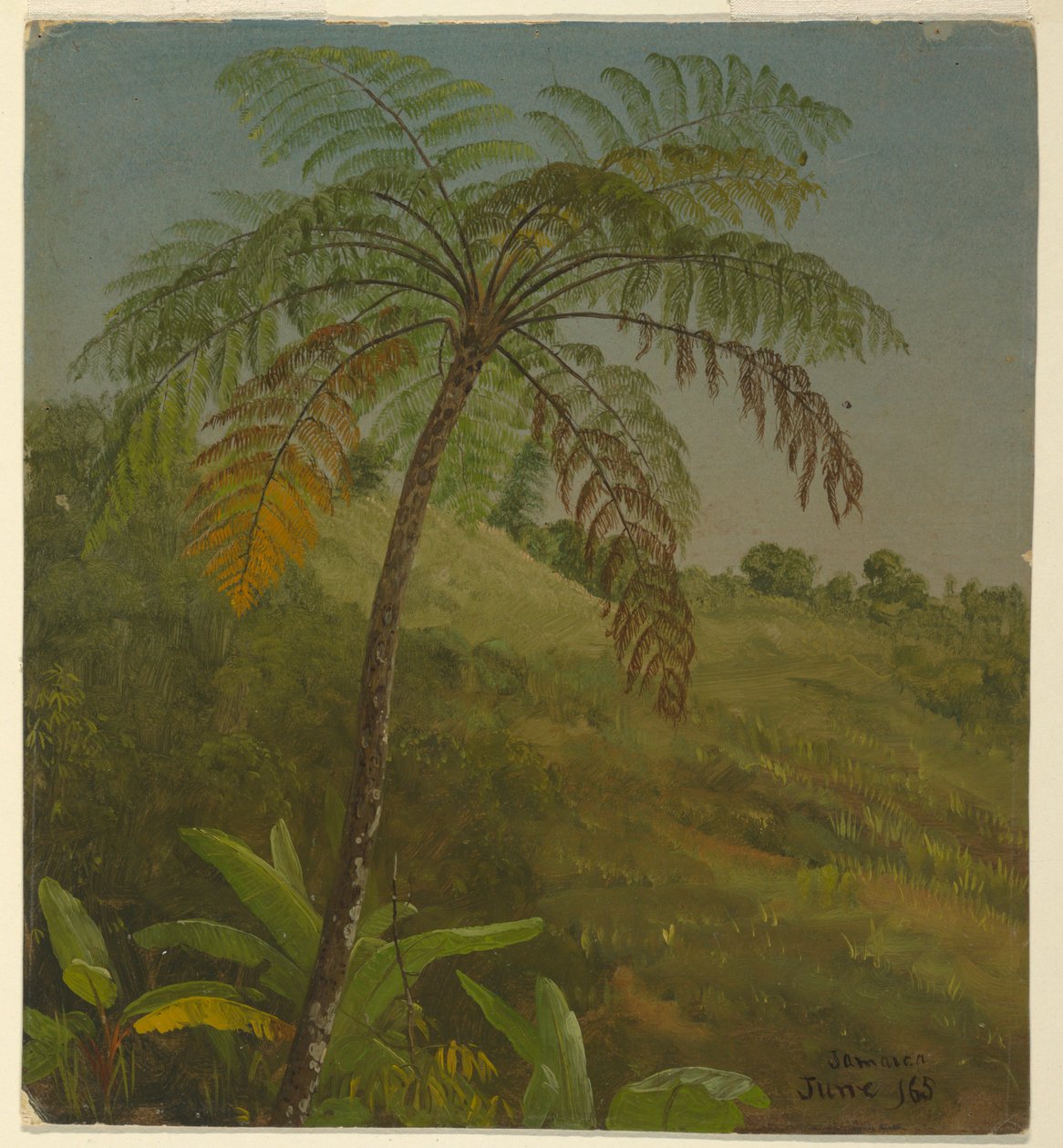 Palmboom, Jamaica door Frederic Edwin Church