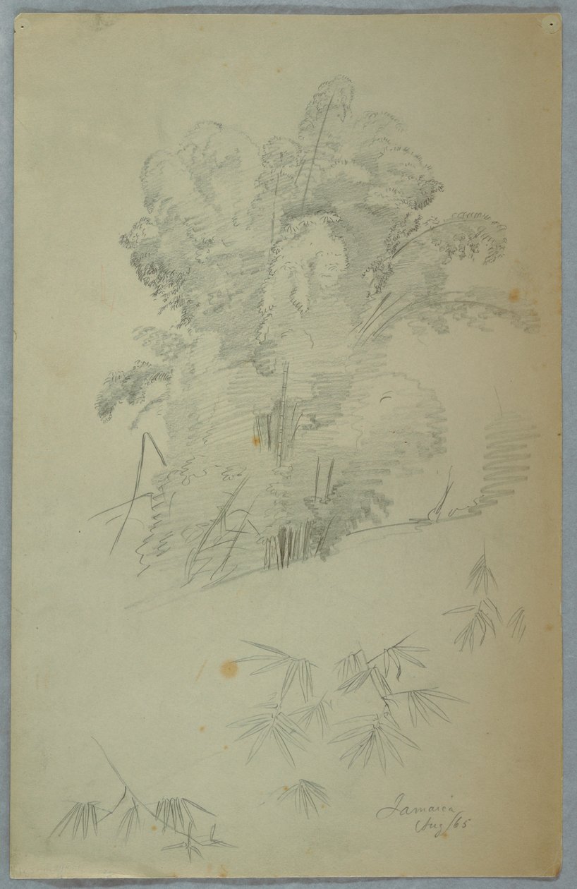 Studies van bomen en takken, Jamaica door Frederic Edwin Church