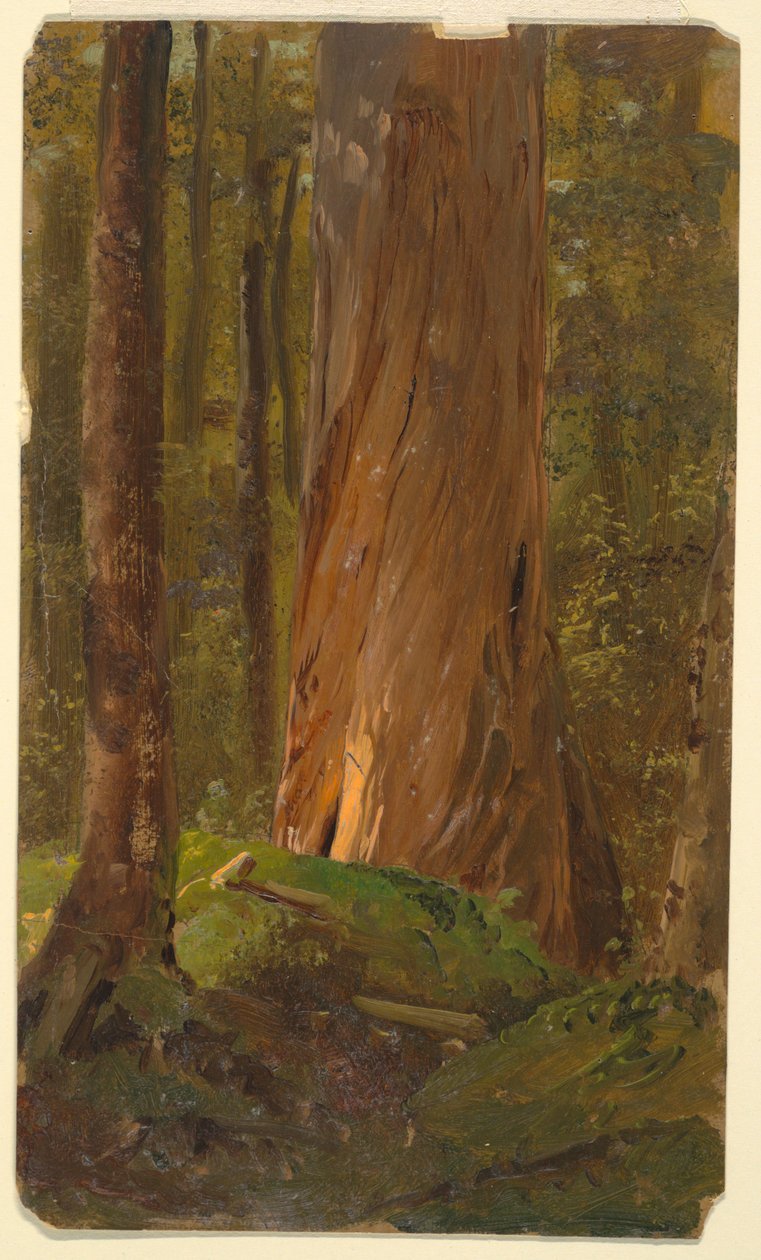 Studie in de Maine Bossen door Frederic Edwin Church