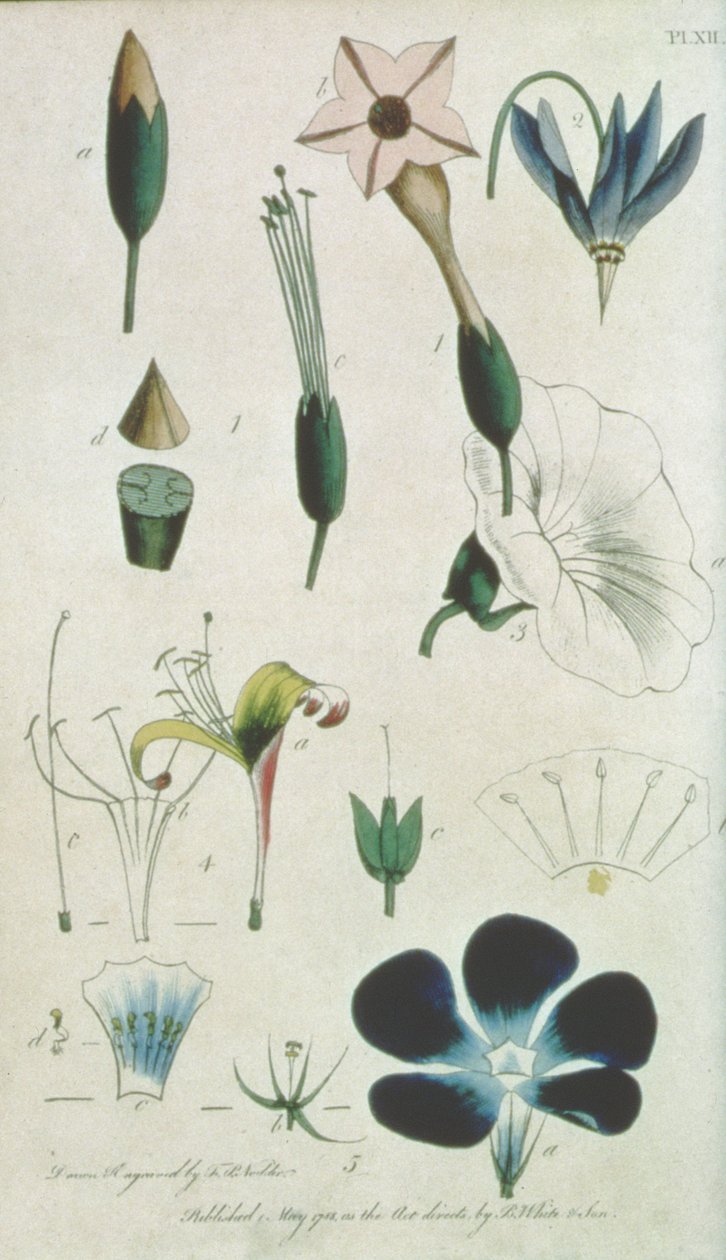 Plaat XII, Brief XVI Pentandria Monagia, verschillende bloemen met vijf meeldraden, illustrerende elementen van de Botanie zoals uitgelegd door Carolus Linnaeus (1707-78), gegraveerd door de kunstenaar, pub. door B. White en Zoon door Frederick Polydor Nodder