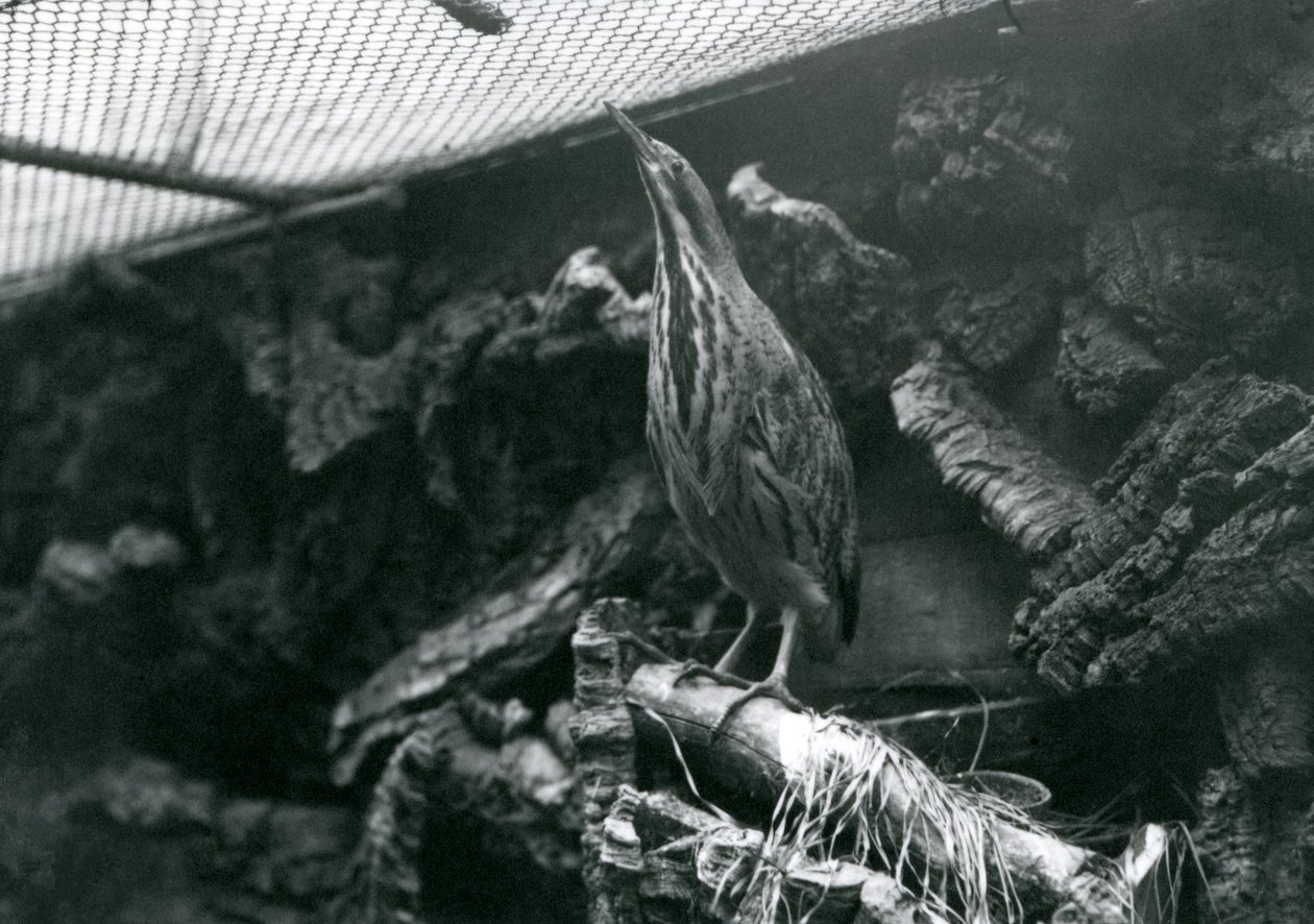 Een roerdomp in de London Zoo, juni 1922 door Frederick William Bond