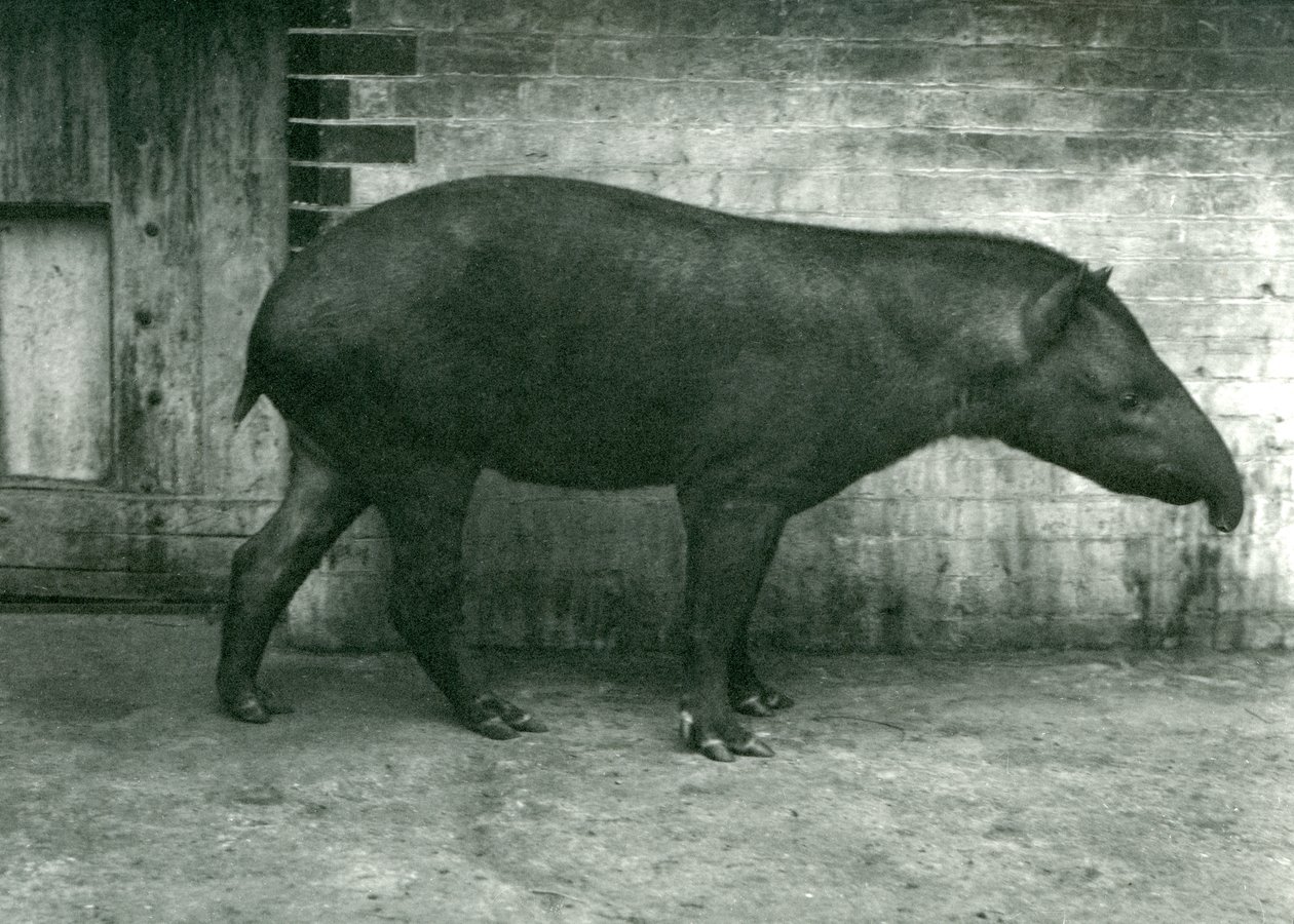 Een Braziliaanse of Zuid-Amerikaanse Tapir in de London Zoo, september 1922 door Frederick William Bond