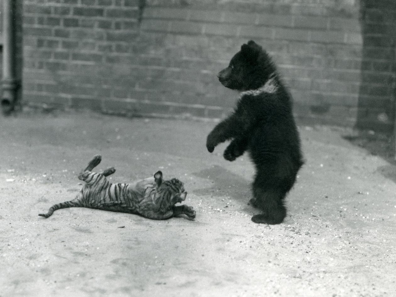 Een bruine berenwelp speelt met een tijgerwelp in de dierentuin van Londen, april 1914 door Frederick William Bond