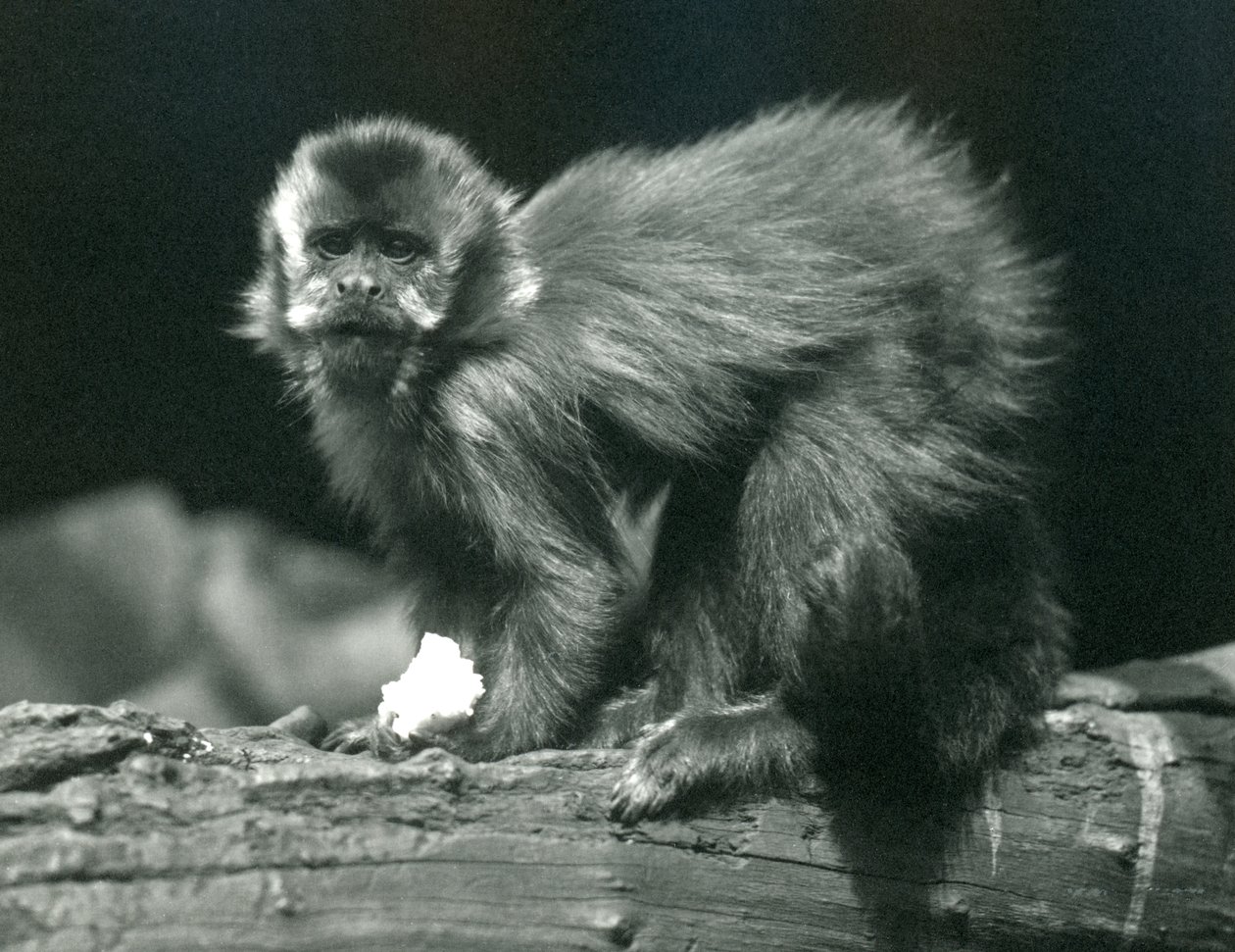 Een bruine of getufte kapucijnaap in de London Zoo, juli 1914 door Frederick William Bond