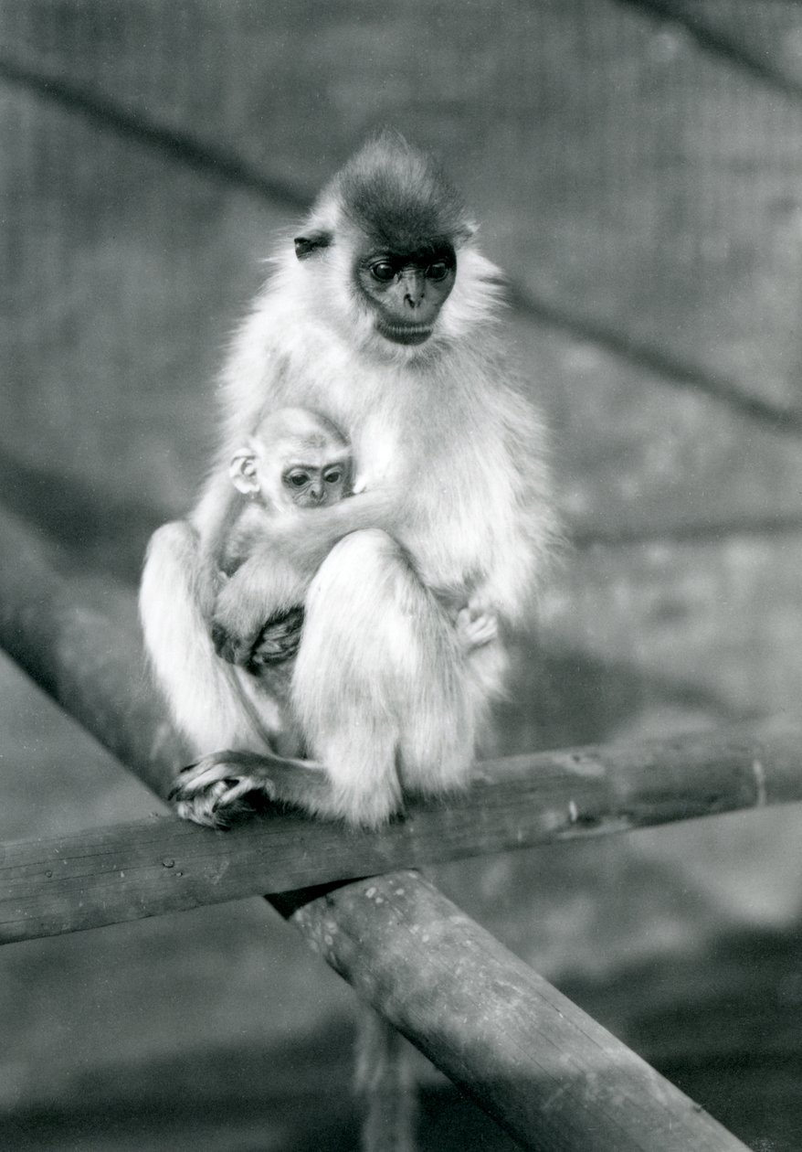 Een Capped Langur met baby zittend op een balk, London Zoo, 11 november 1913 door Frederick William Bond