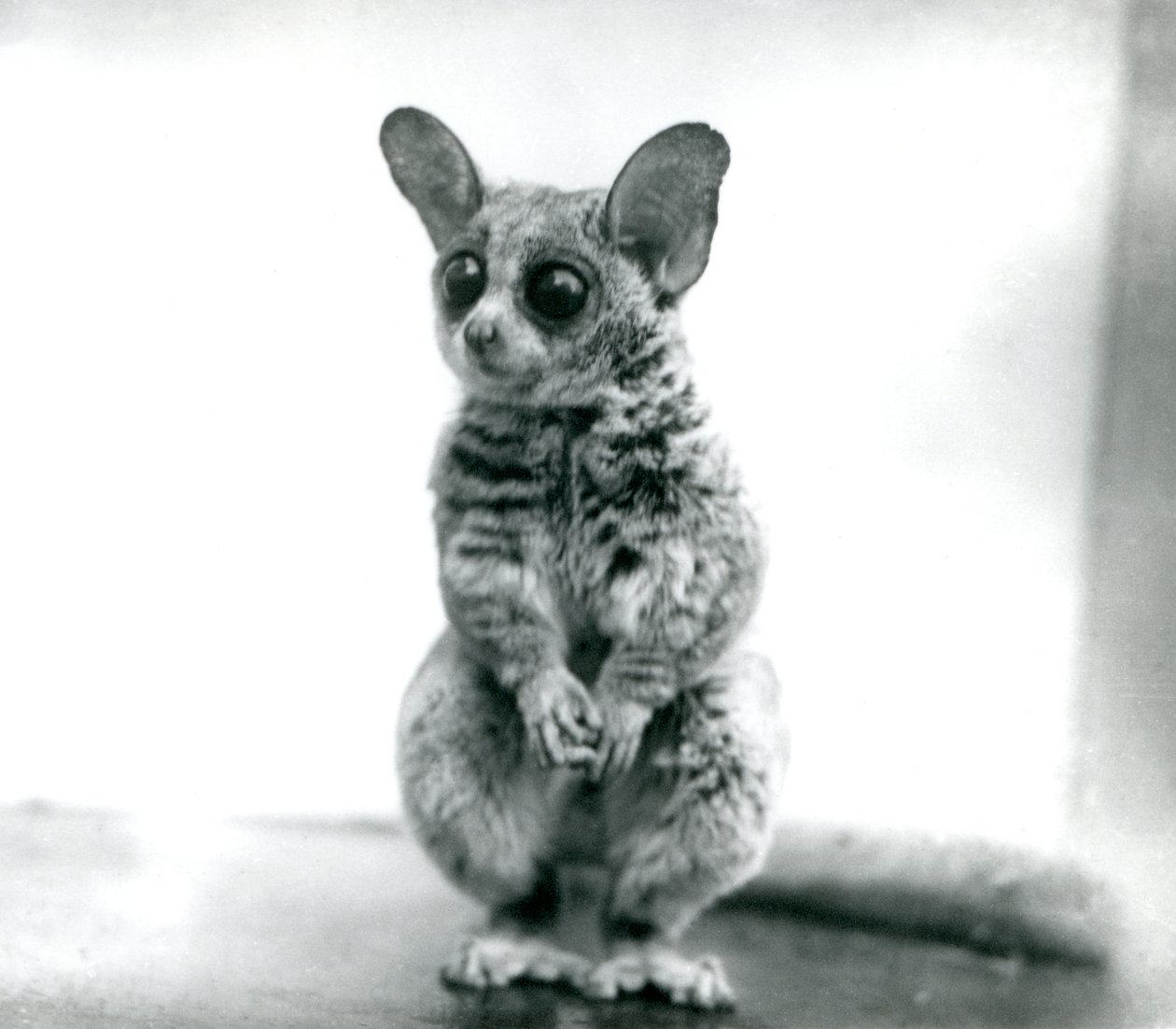 Een Galago moholi, of Mohol bosbaby in de London Zoo, 12 september 1913 door Frederick William Bond