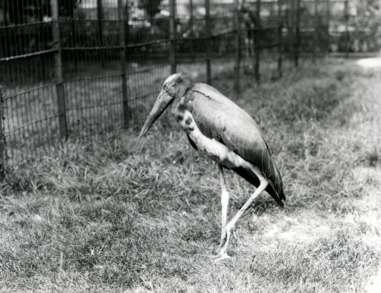 Een Javaanse adjutant, staand in London Zoo, september 1923 door Frederick William Bond