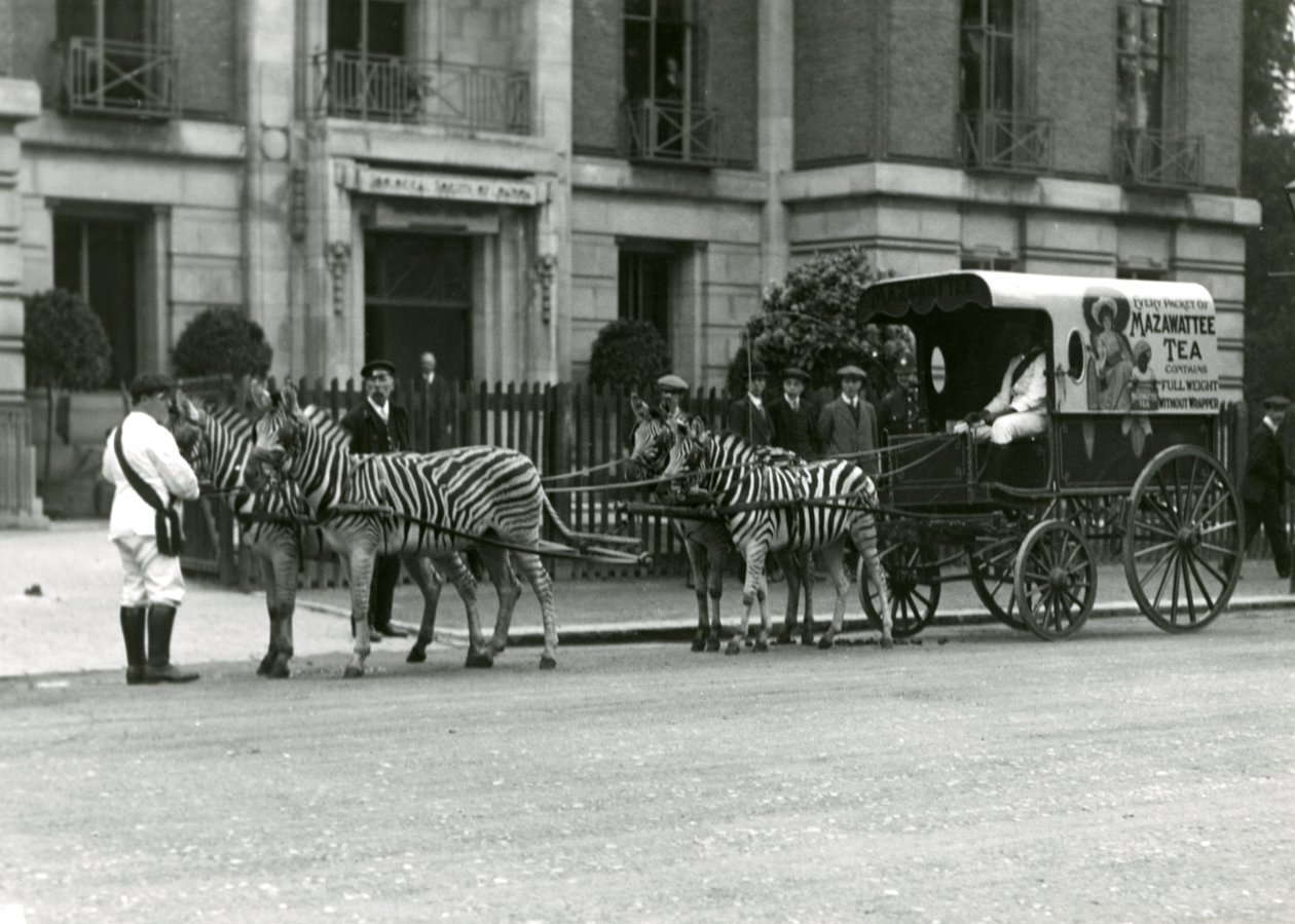 Een Mazawattee theekar, getrokken door een team van zebra
