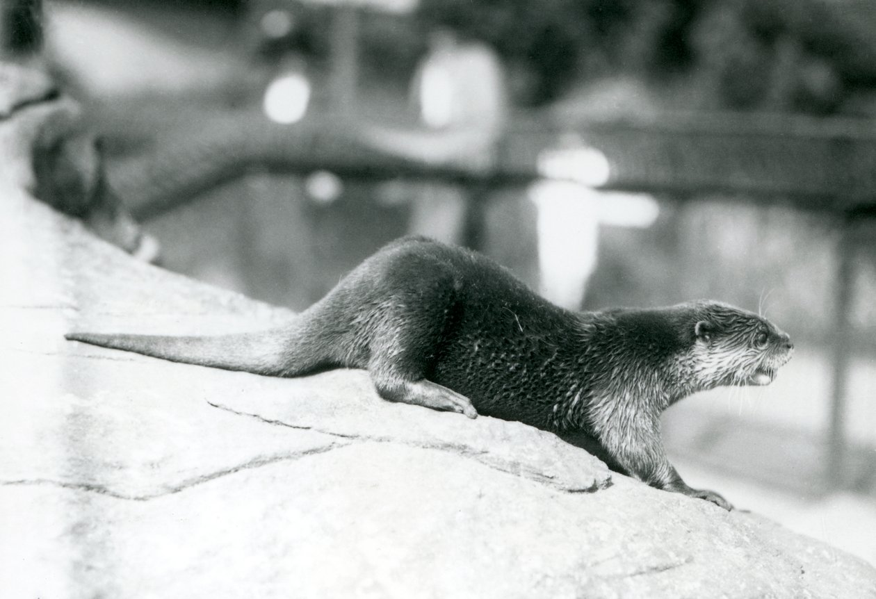 Een kleinklauwotter in de London Zoo, augustus 1913 door Frederick William Bond
