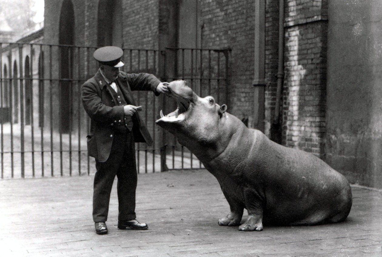 Een verzorger, Ernie Bowman, en Bobbie het nijlpaard in de London Zoo, 1923 door Frederick William Bond