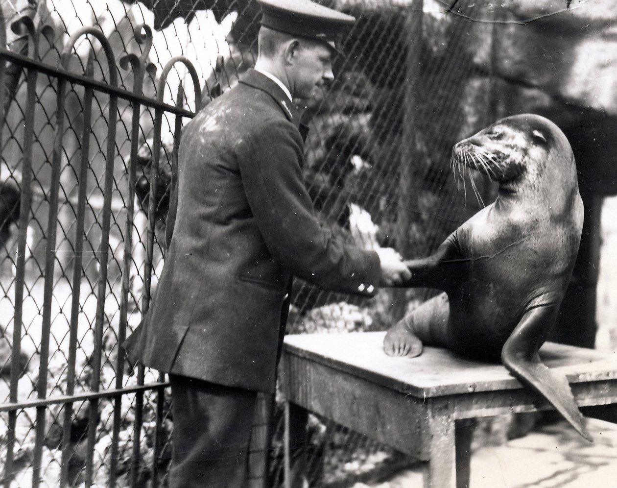 Een verzorger en een zeeleeuw schudden handen in 1931 door Frederick William Bond