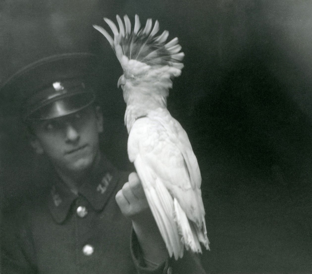 Een verzorger houdt een jonge kaketoe vast in de dierentuin van Londen, september 1921 door Frederick William Bond