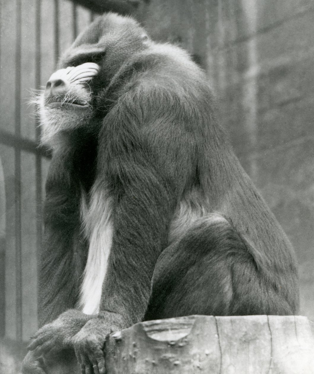 Een mannelijke mandril George zit op een boomstam in zijn verblijf, London Zoo, augustus 1923 door Frederick William Bond