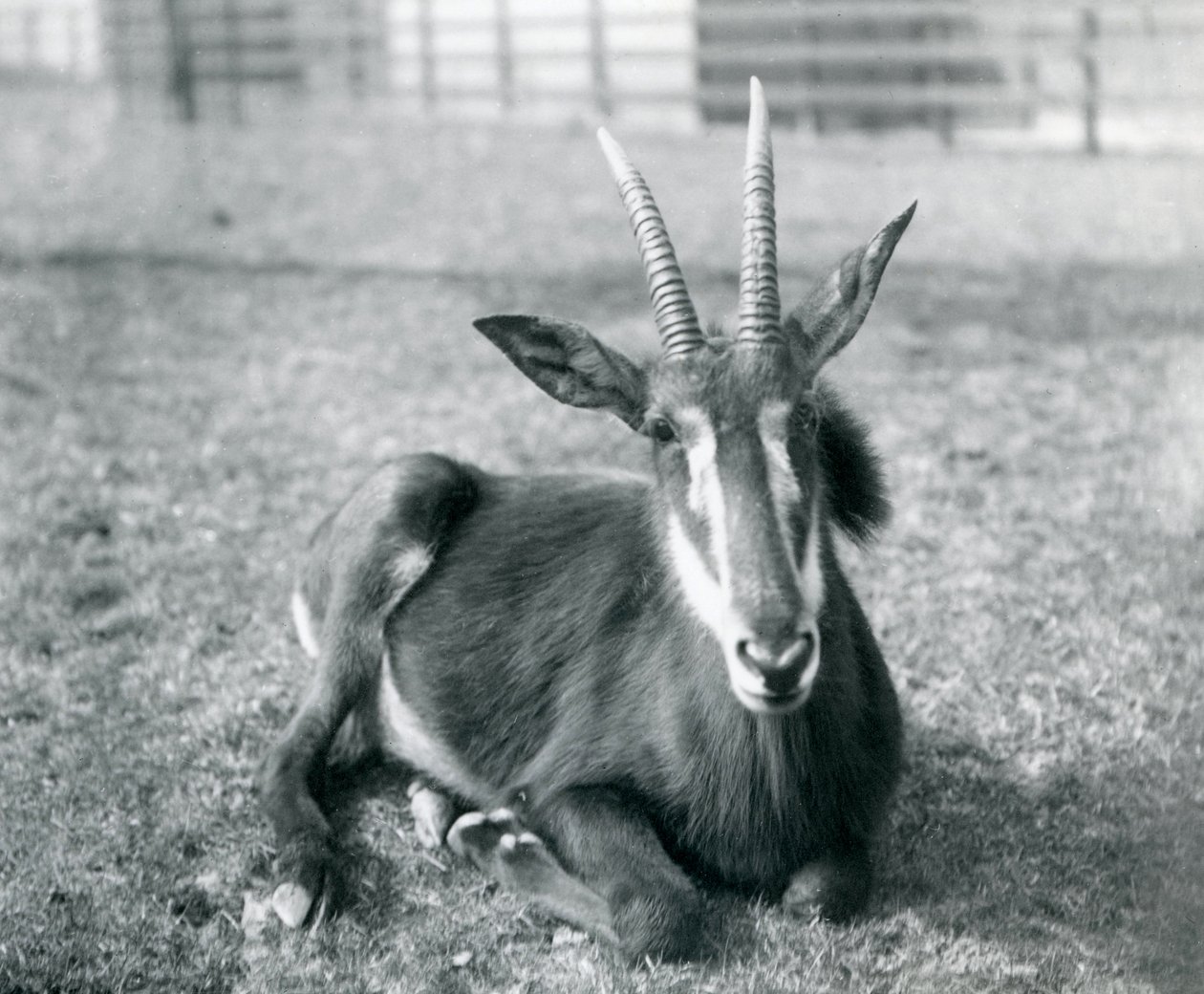 Een jonge Sabelantilope zittend in de Londense Dierentuin, ca.1912 door Frederick William Bond