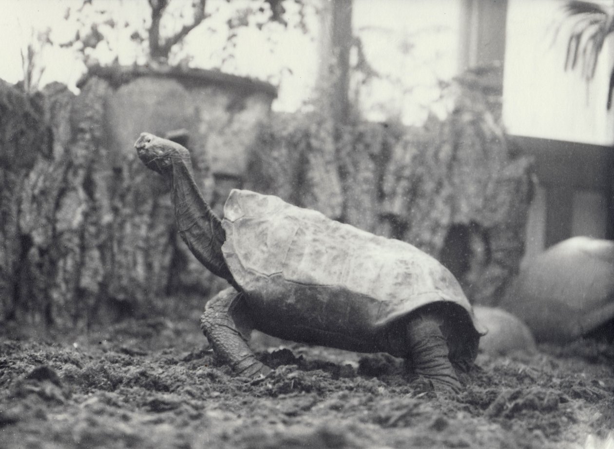 AbingdonPinta Island Reuzenschildpad in de London Zoo, maart 1914 door Frederick William Bond