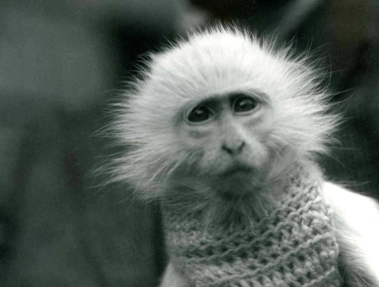 Een albino Oude Wereld Aap, geslacht Ceropithecus, draagt een trui in de London Zoo in juli 1922 door Frederick William Bond