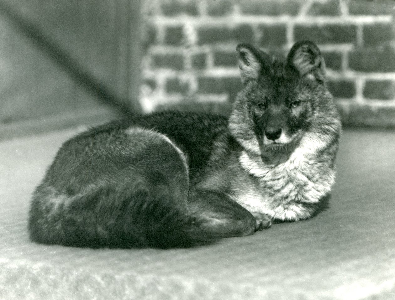 Een bedreigde Dhole of Aziatische Wilde Hond rustend in de London Zoo, 1923 door Frederick William Bond