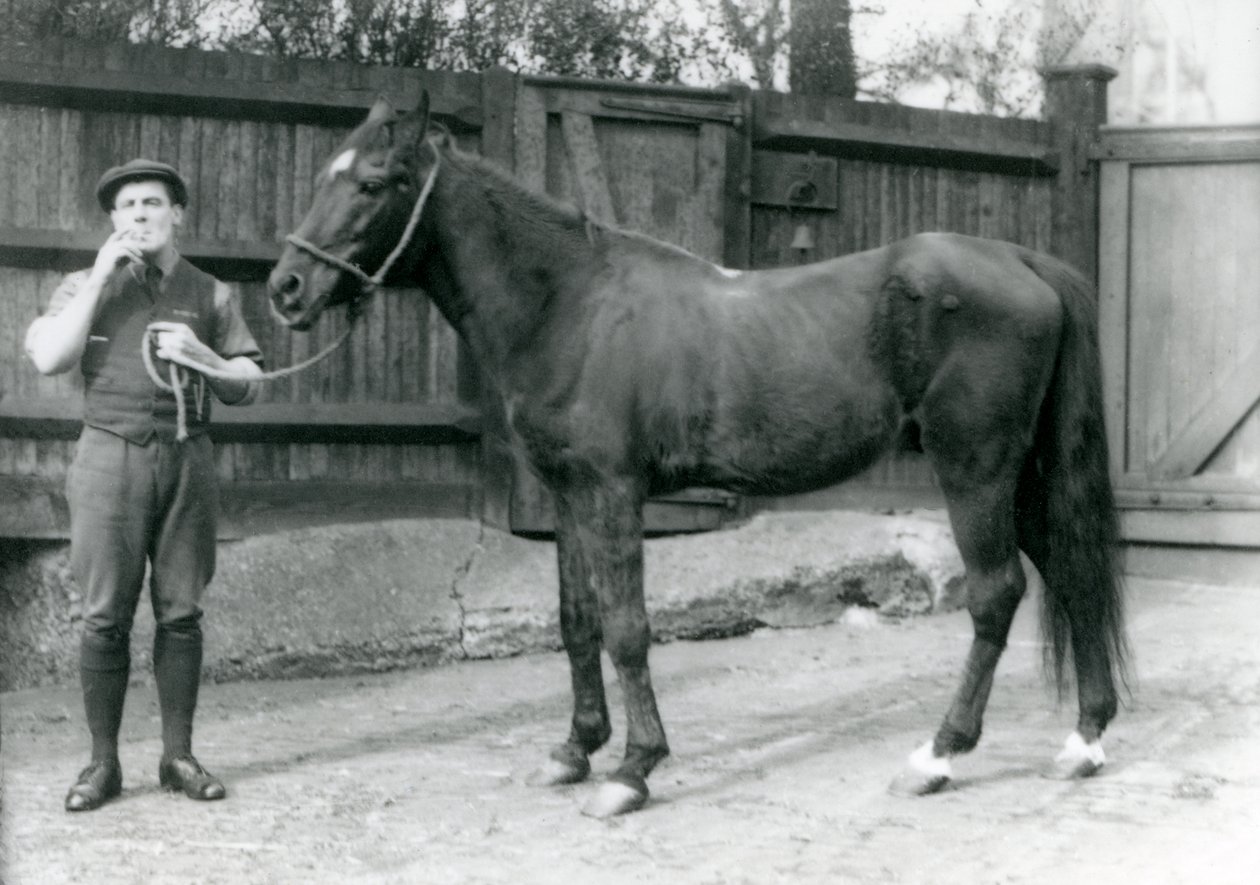 Arabische hengst Dwarka met Pony Moore, een paardenwagenchauffeur, London Zoo, 1921 door Frederick William Bond