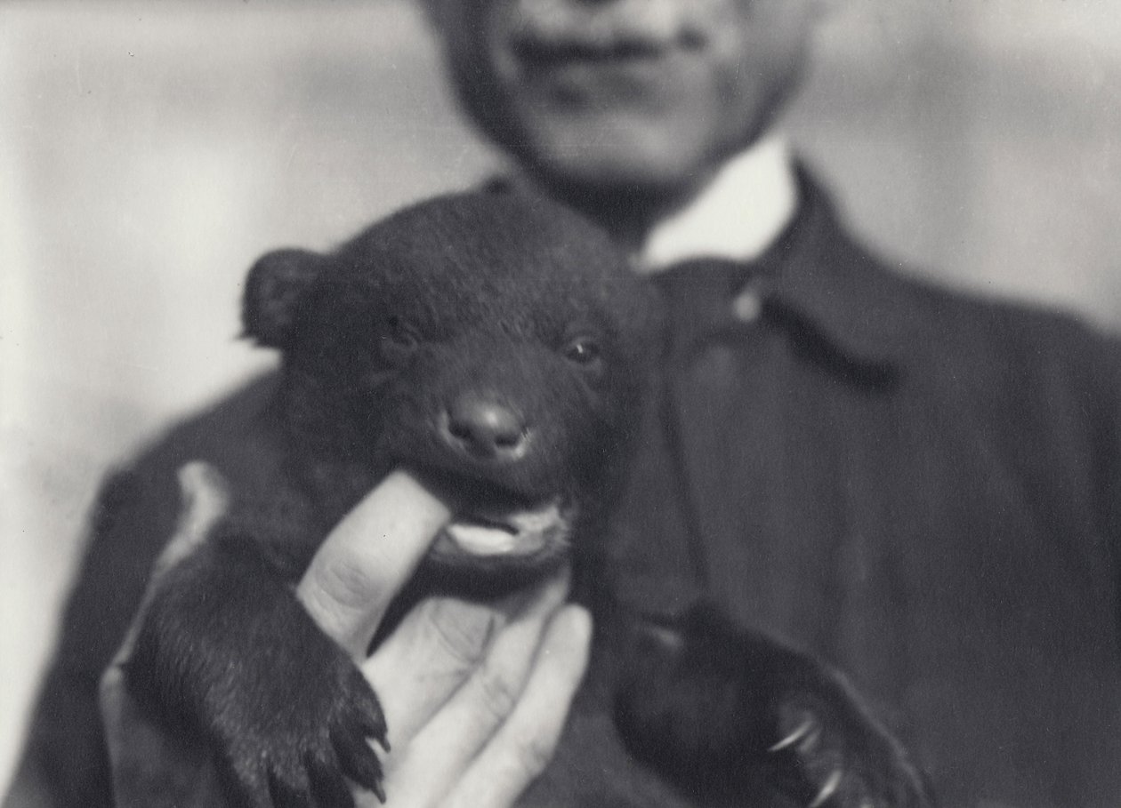 Bruine x zwarte berenwelp van 6 weken oud, kauwend op de vinger van de verzorger die hem vasthoudt, in de Londense Zoo, februari 1920 door Frederick William Bond