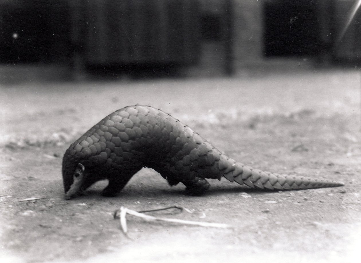 Chinese pangolin, juli 1925 door Frederick William Bond