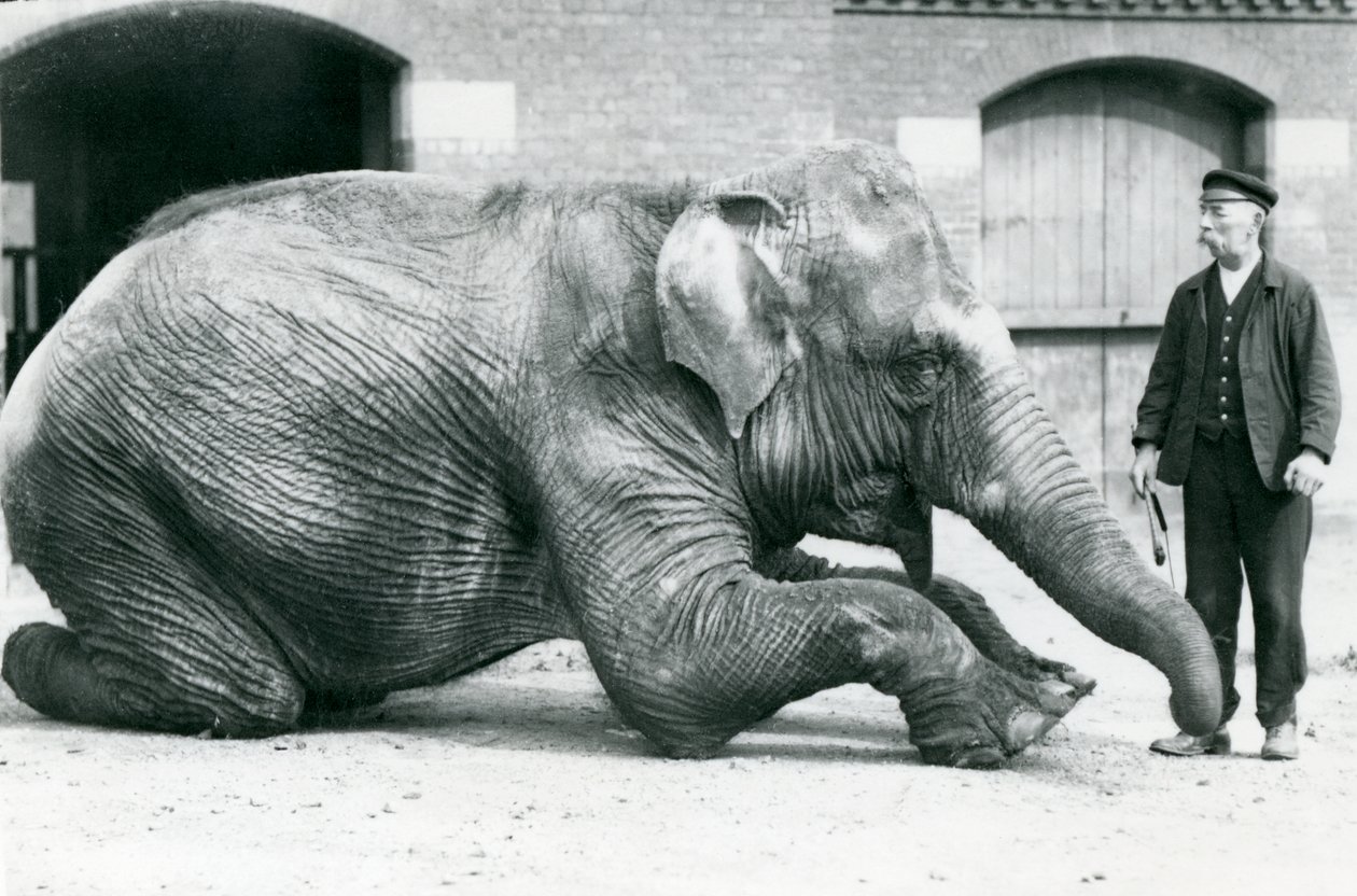 Vrouwelijke Indiase Olifant 