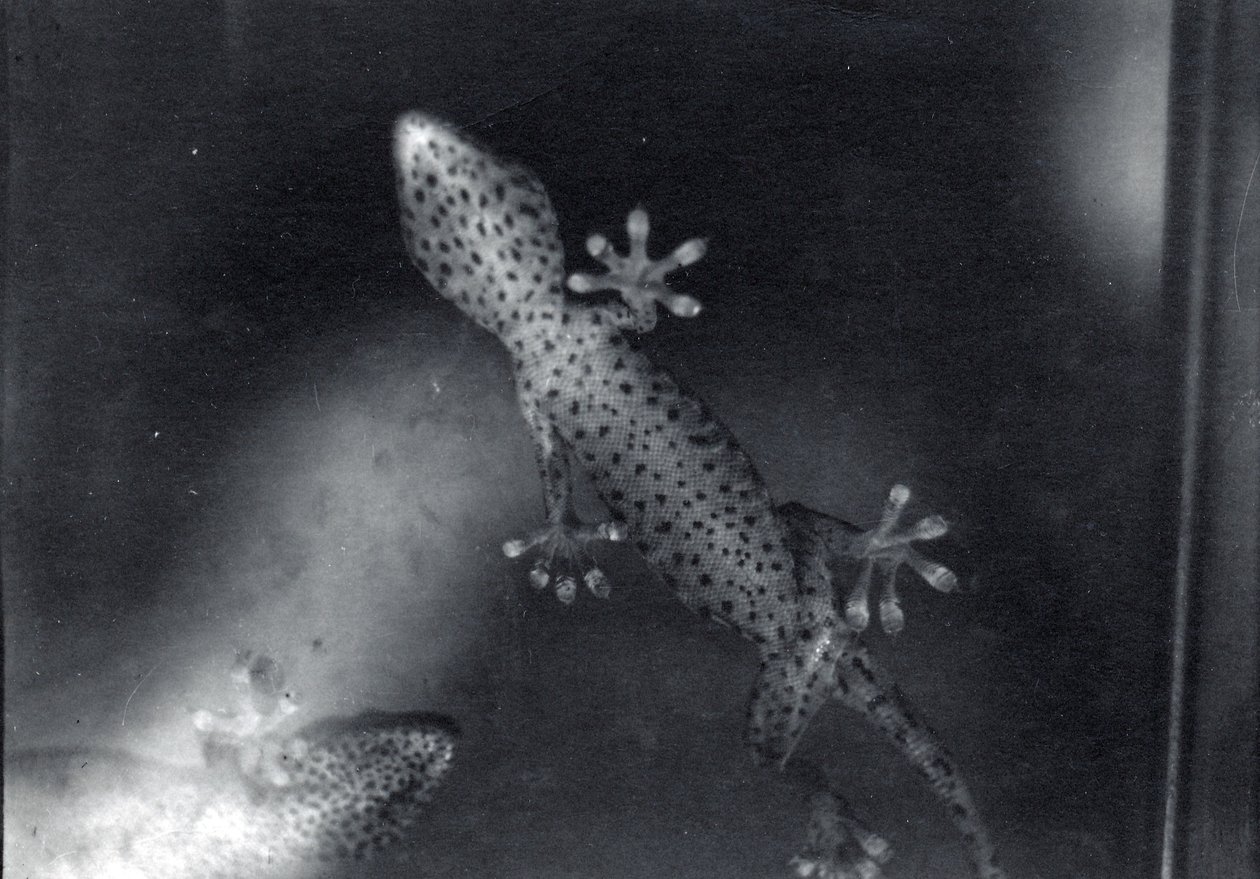 Gecko op glas door Frederick William Bond